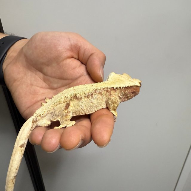 레드 익스트림할리퀸 화이트스팟