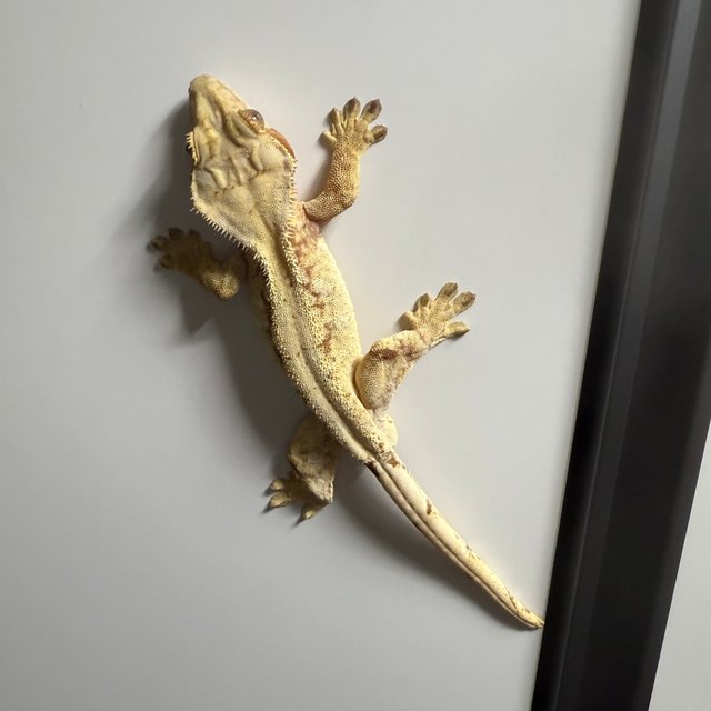 레드 익스트림할리퀸 화이트스팟