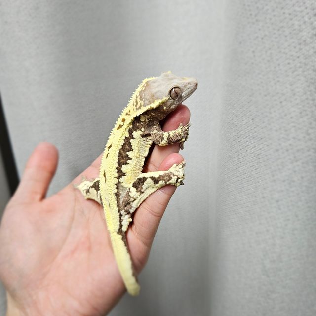 프라푸치노