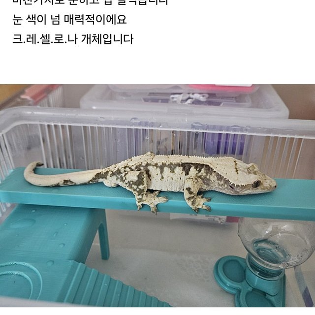 노멀