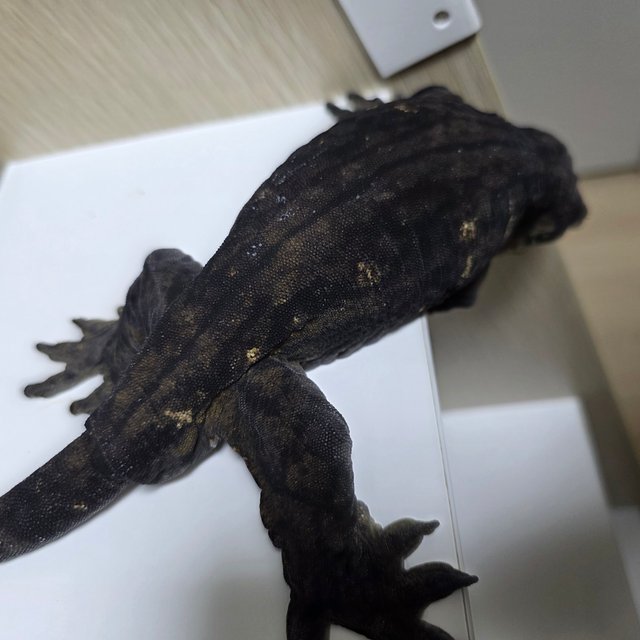 멜라니스틱 트로거 코기스