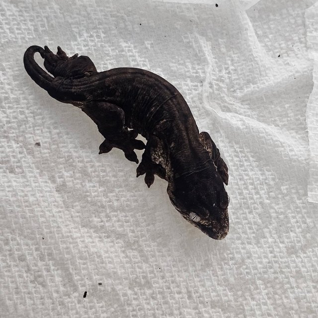 멜라니스틱 트로거