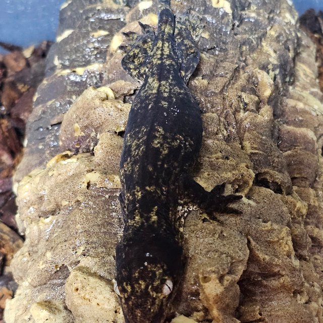 멜라니스틱 트로거 코기스