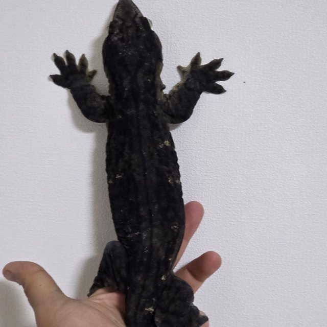 멜라니스틱 트로거 코기스