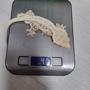 릴리화이트