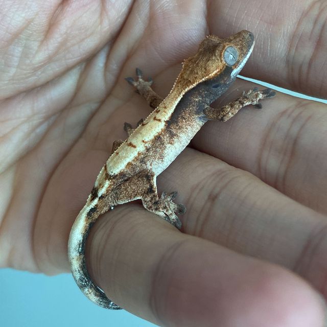 세이블