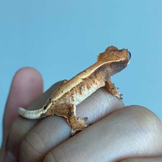 세이블