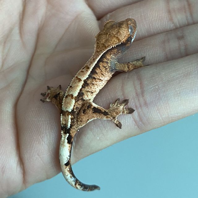 세이블