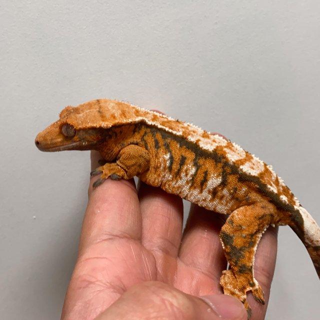 트라이 익스트림할리퀸