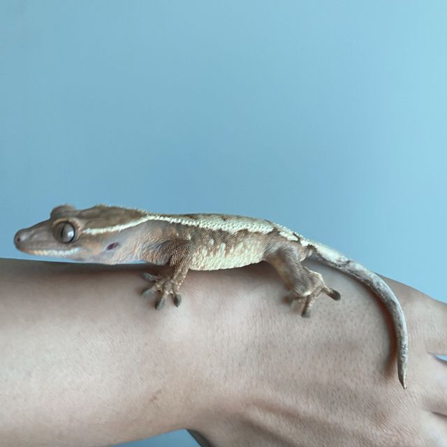 세이블