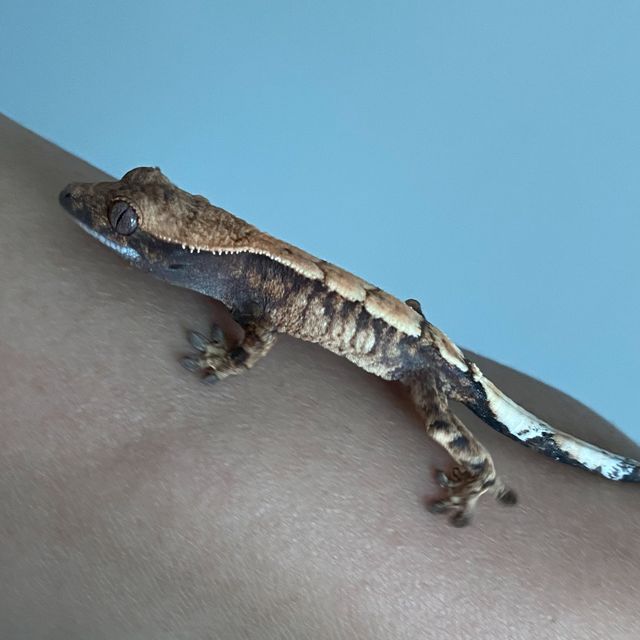 세이블