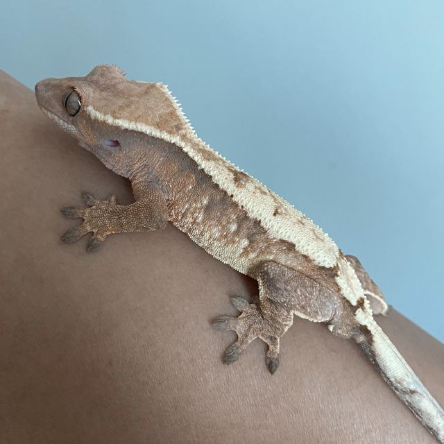 세이블