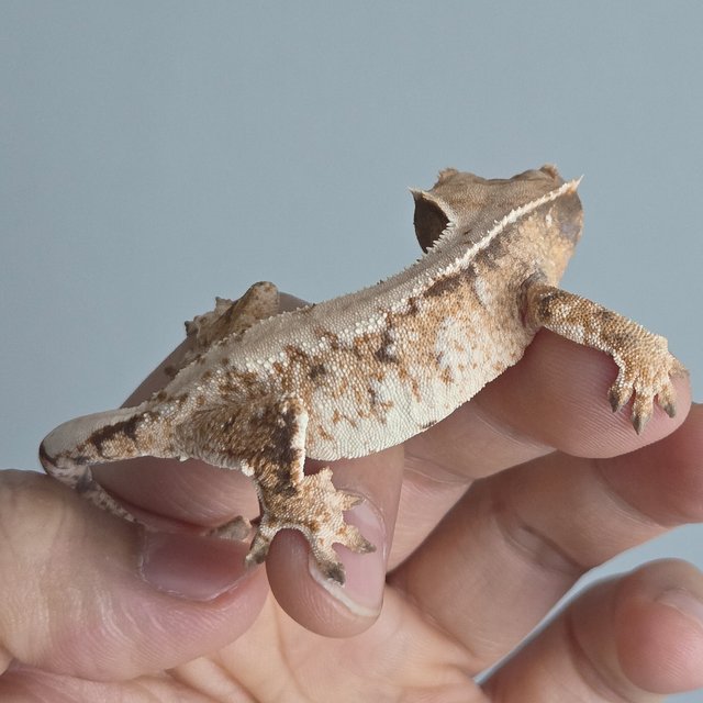 트라이 익스트림할리퀸 화이트포트홀