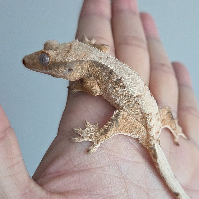 트라이 익스트림할리퀸 화이트포트홀