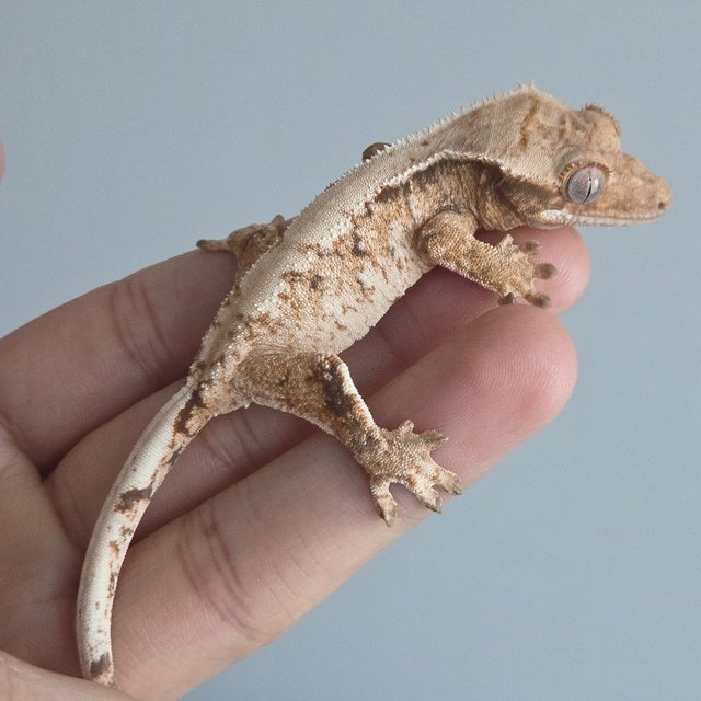 트라이 익스트림할리퀸 화이트포트홀