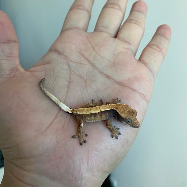 세이블