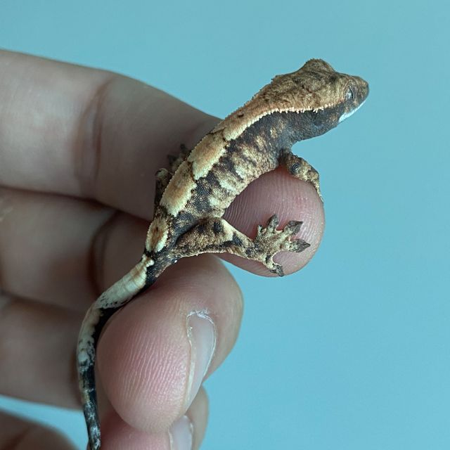 세이블