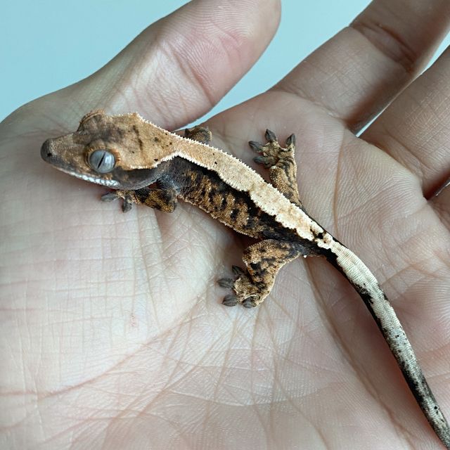 세이블