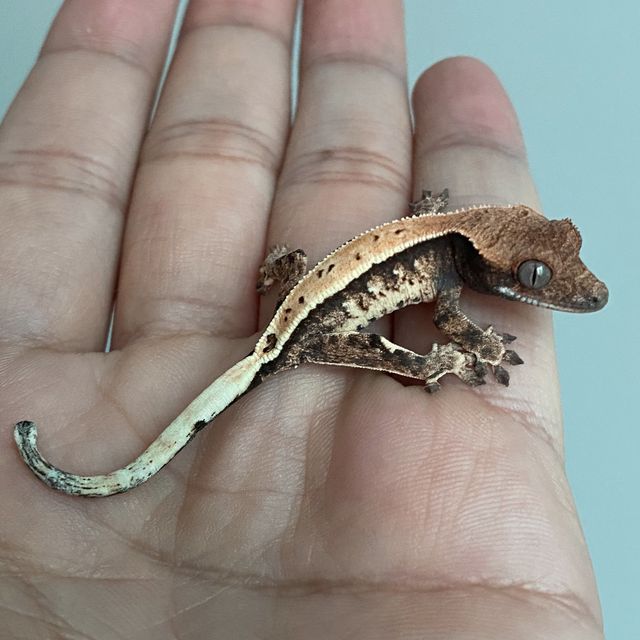 세이블