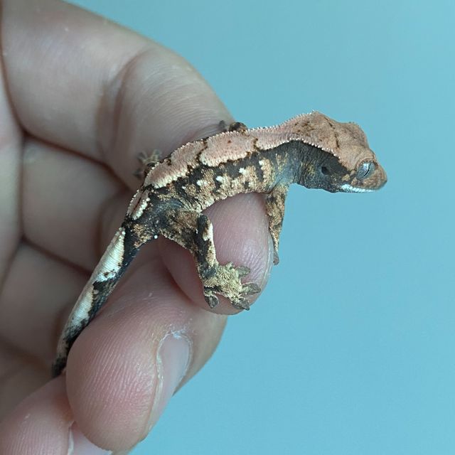 세이블
