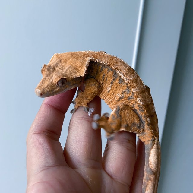 트라이 익스트림할리퀸