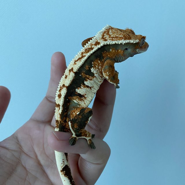 트라이 익스트림할리퀸