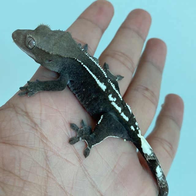 아잔틱