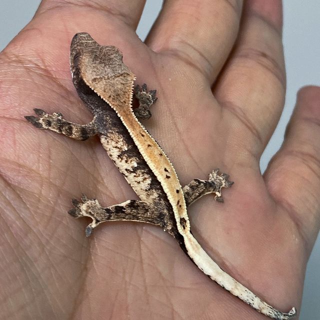 세이블