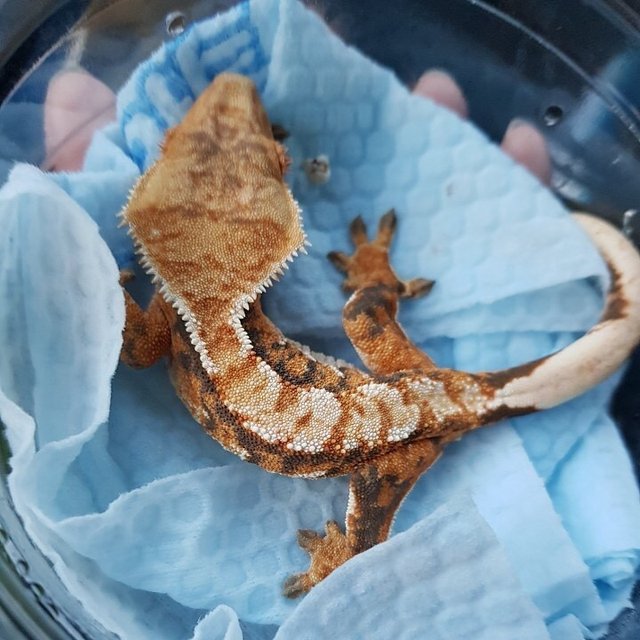 트라이 익스트림할리퀸