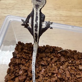 아잔틱 풀핀