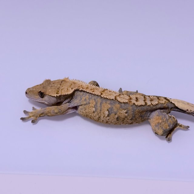 노멀 트라이 익스트림할리퀸