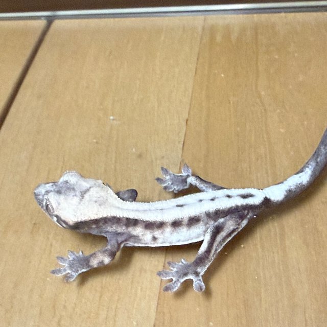 슈퍼세이블 릴리