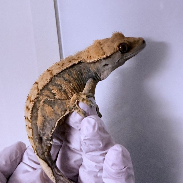 노멀 트라이 익스트림할리퀸