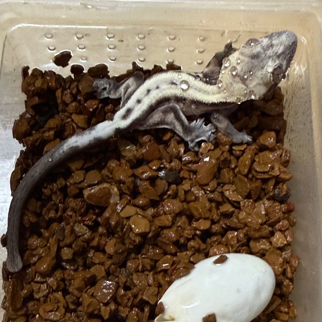 슈퍼세이블 릴리