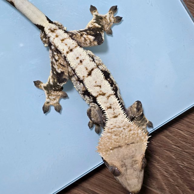 화이트핀 익스트림할리퀸 화이트스팟