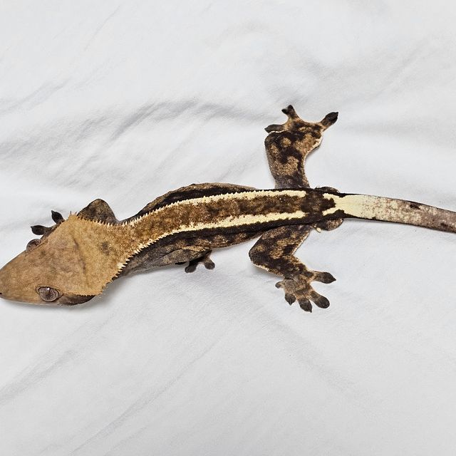 쿼드 핀스트라이프 카푸치노