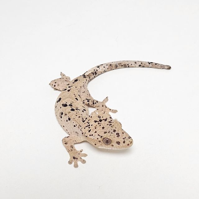 슈퍼달마시안