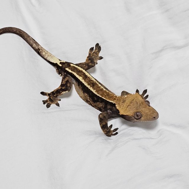 쿼드 핀스트라이프 카푸치노