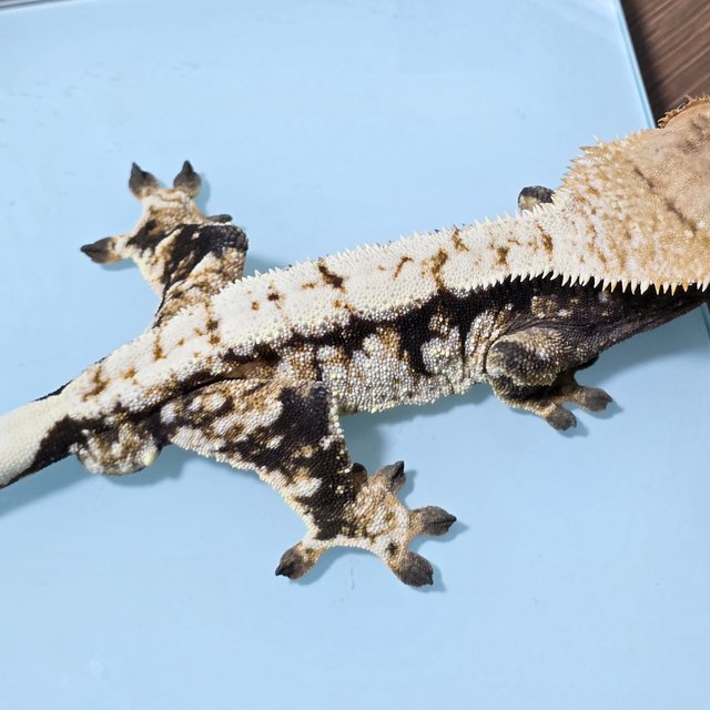 화이트핀 익스트림할리퀸 화이트스팟