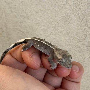 화이트포트홀 아잔틱