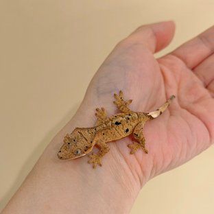 슈퍼달마시안