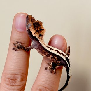 세이블 다크