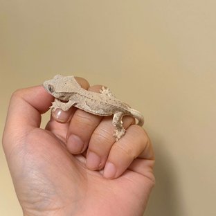 릴리화이트 크림