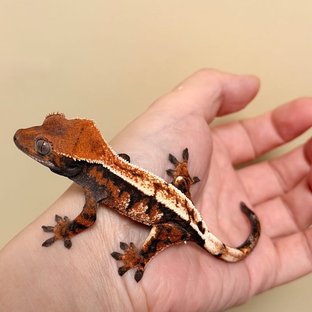 노멀 세이블 텐저린