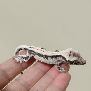 릴리 세이블