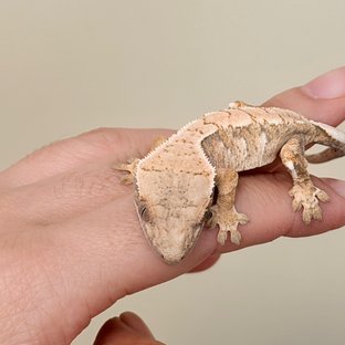 노멀 화이트스팟 익스트림할리퀸 드리피