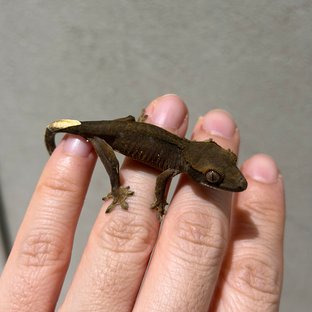 100%헷아잔틱 챠콜