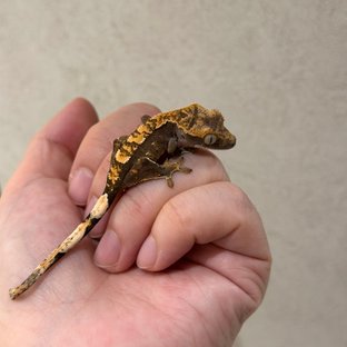 100%헷아잔틱 노멀 다크