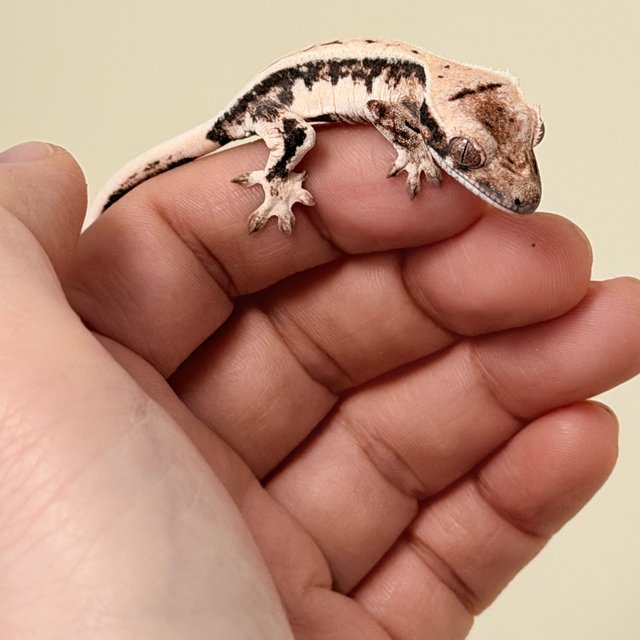 릴리 세이블 릴리화이트