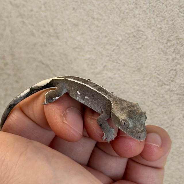 화이트포트홀 아잔틱